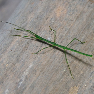 Jungle - Phasmatodea